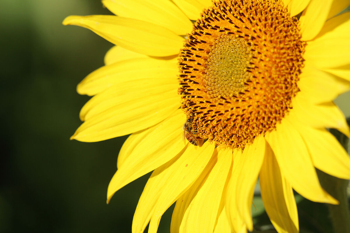 PHOTOS- Sunflowers north of Montrose 20200730884.JPG